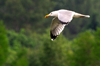 Larus argentatus